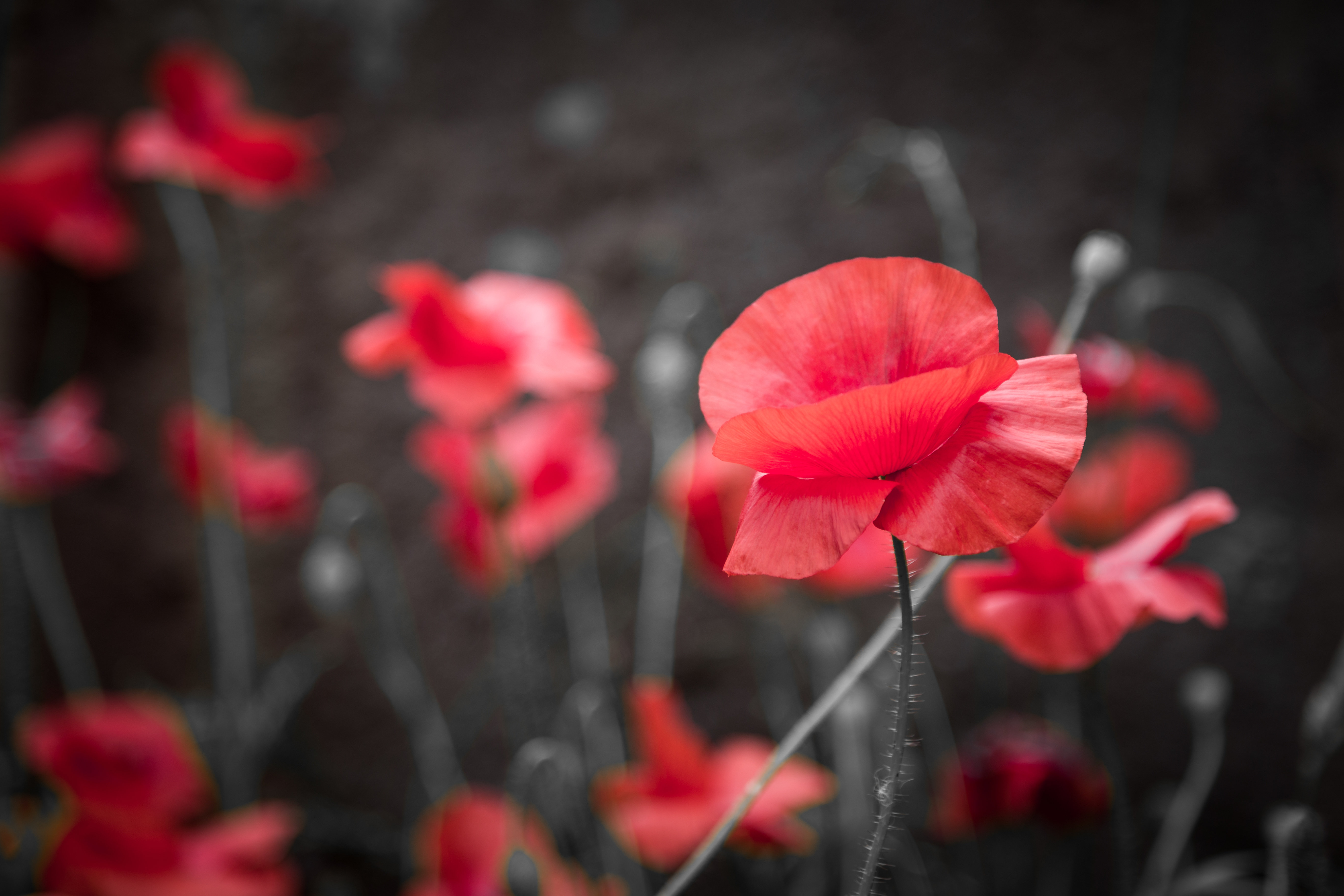 Fresh Poppies Top