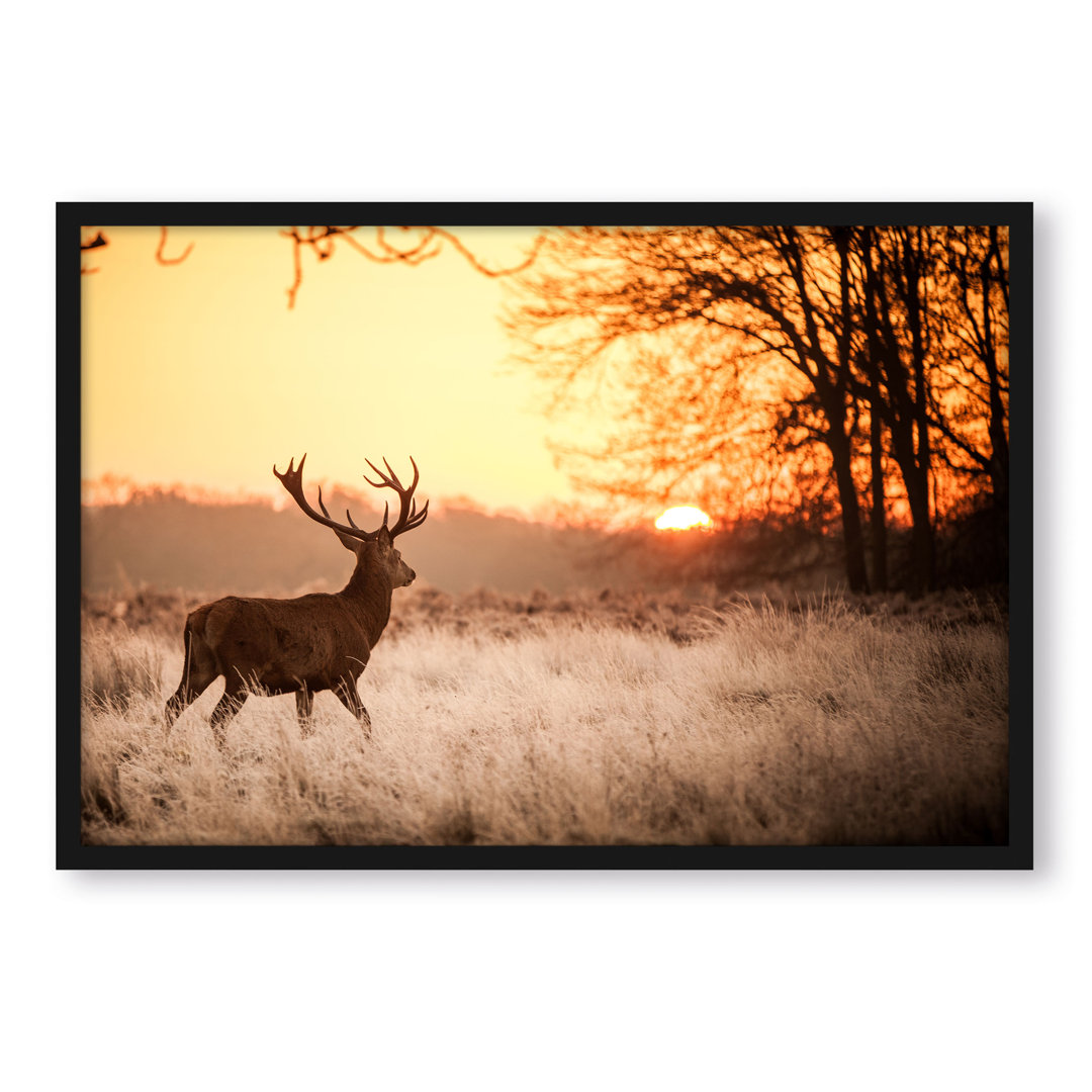 Gerahmtes Poster Hirsch im Sonnenuntergang