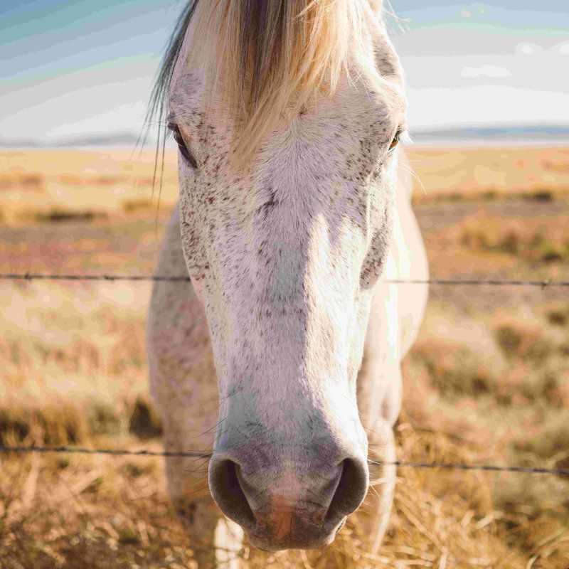 West Texas Wild - impression, H 12 po x l 12 po, Non, Toile tendue