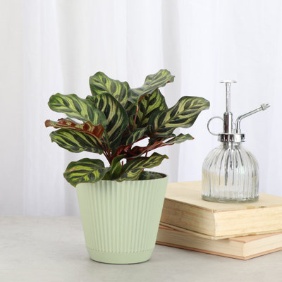 Thorsen's Greenhouse Live Pet-Safe Calathea Peacock Plant in Ruffle Pot, 4-inch Diameter