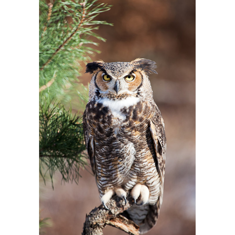 Great Horned Owl - Wrapped Canvas Photograph, 122cm H x 81cm W