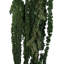 Amaranthus Wall Panel