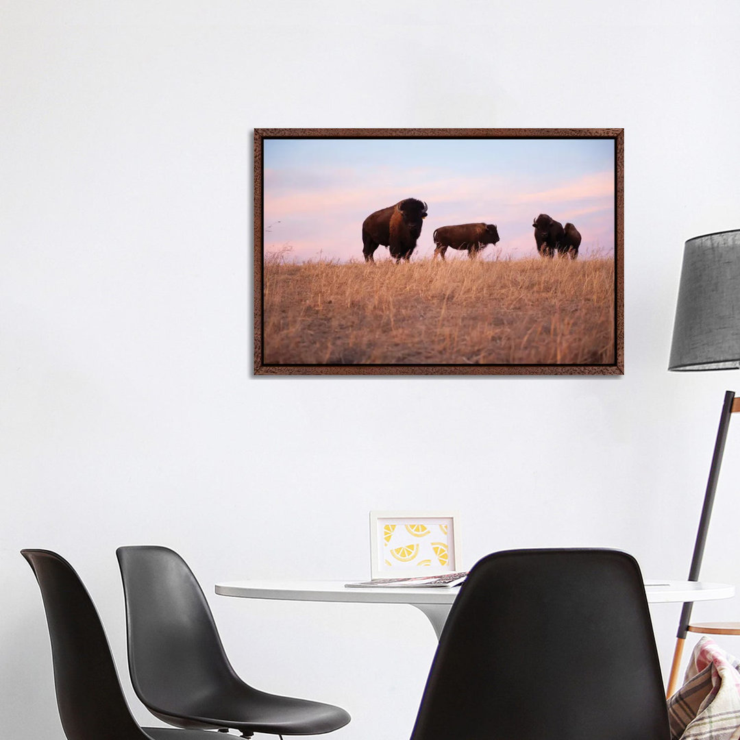 Vier Bisons auf einer Ranch bei Valentine, Nebraska von Joel Sartore - Galerie- Giclée auf Leinwand