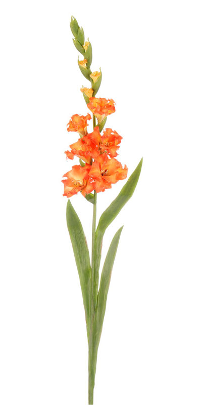 GLADIOLUS STEM