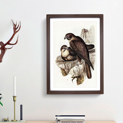 Brown Hawks by Elizabeth Gould - Picture Frame Painting Print