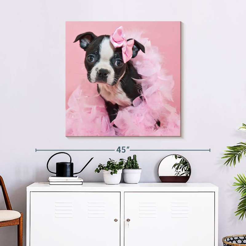 Crowle Sassy Boston Terrier