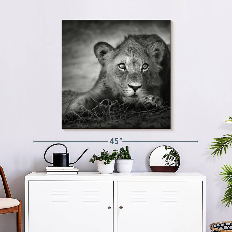 Brampt Young Lion Head