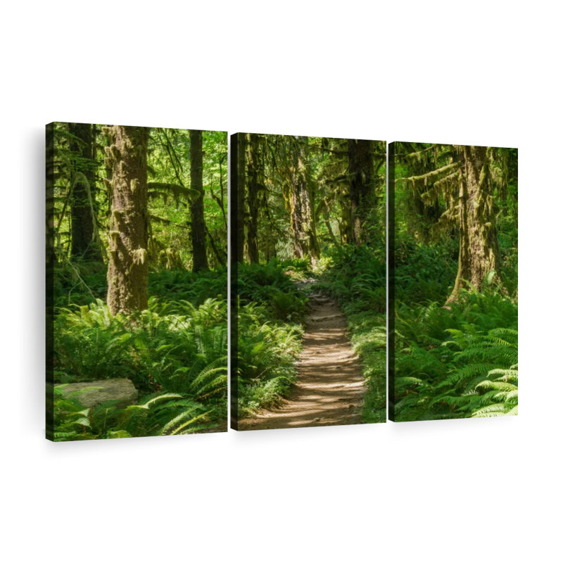 " Hoh Rainforest Path ", 24" H x 38" W x 1.25" D