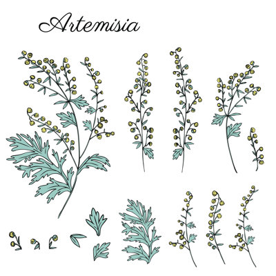 Common Wormwood - Wrapped Canvas Print