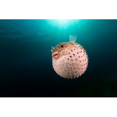Burrfish - Wrapped Canvas Print