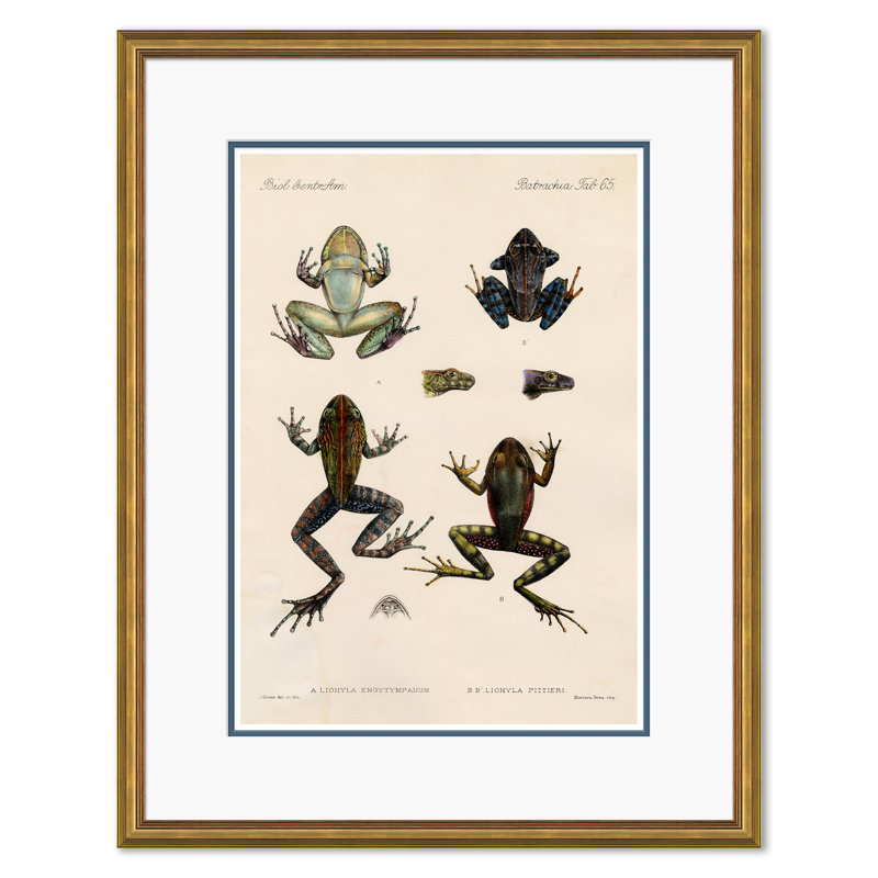 Frogs Giclee Print by Soicher Marin Archives