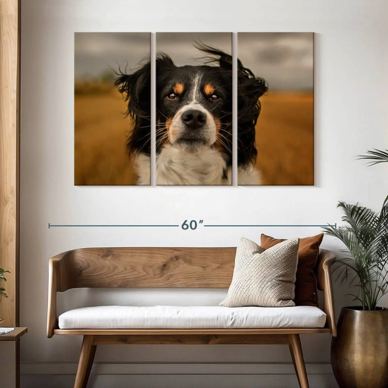Border collie Brampt Expressive, H 32 po x l 50 po