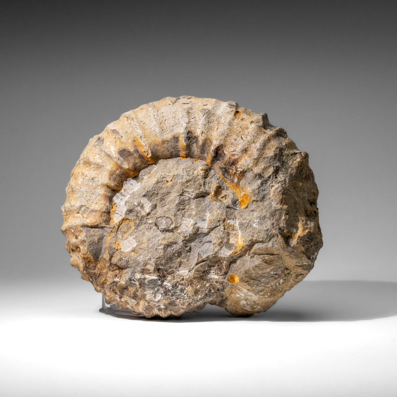 Large Genuine Ammonite Fossil From Madagascar (13.5 Lbs)