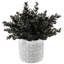Eucalyptus noir en pot de ciment