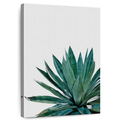 Harnek Agave Cactus