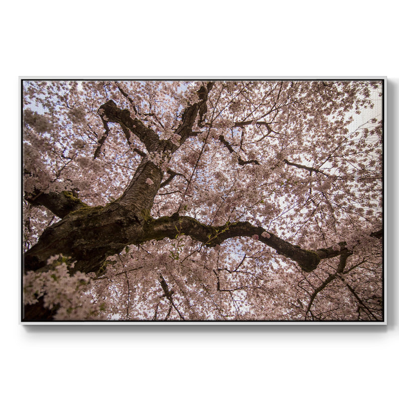 "Spring's arrive", reproduction sur toile, Blanc, H 25 po x l 37 po x P 2 po