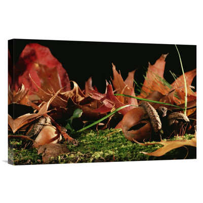 " Northern Red Oak Tree with Acorns, Massachusetts " Print