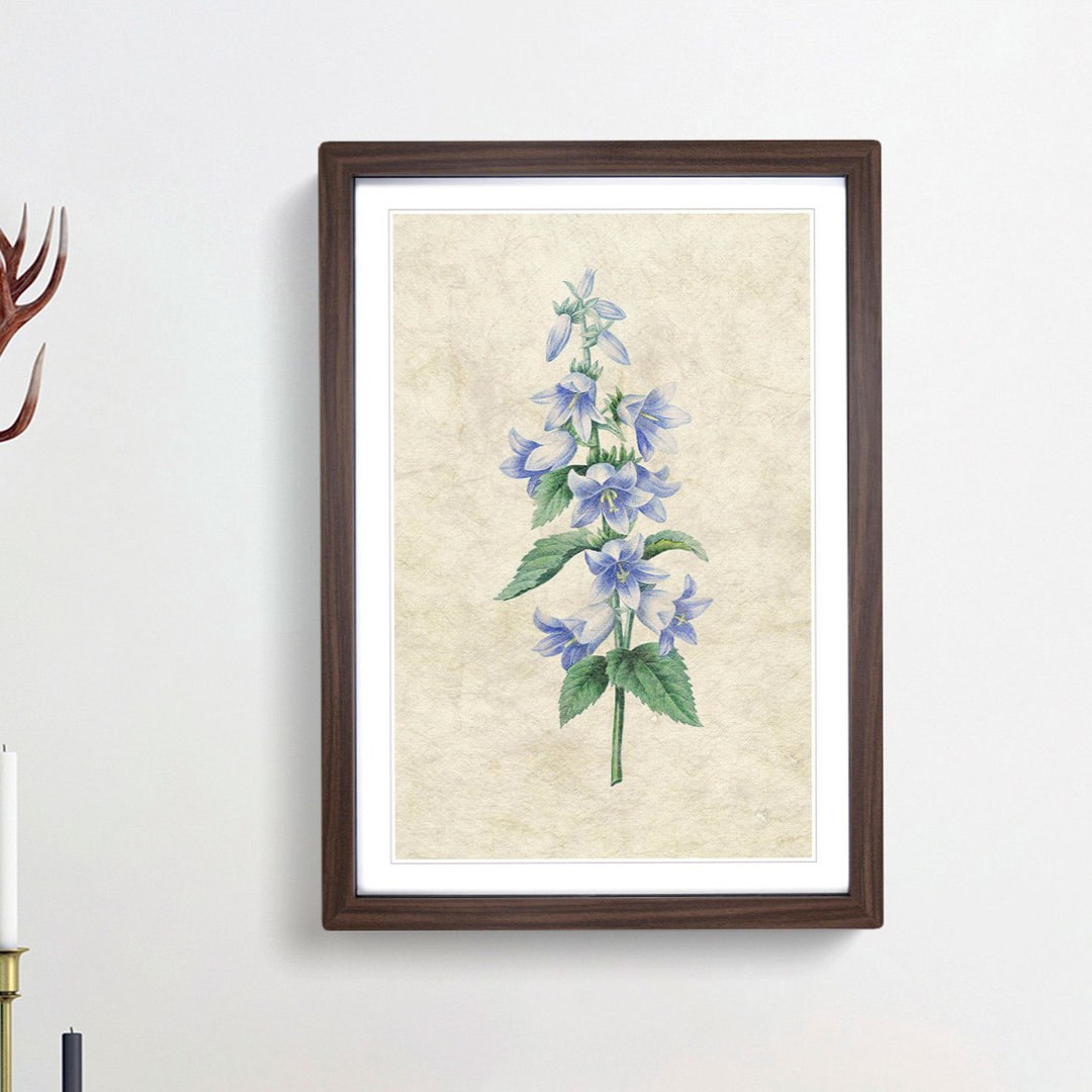 Bellflowers by Pierre-Joseph Redoute - Framed Print