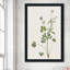 Wispy Botanical II - Peinture-2022620477-2022620486