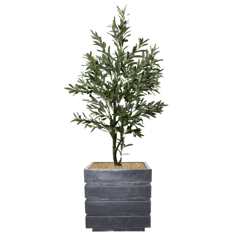 66 Olive Plant, Brun