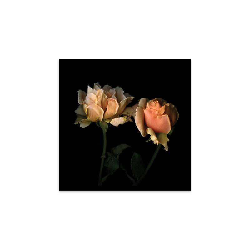 La vie en rose par Magda Indigo - reproduction de photo, Sans mat, H 24 po x l 24 po x P 1 po, Acrylique sans cadre