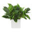 Rohdea Japonica Plant in Fiberstone Pot