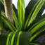 Arbre de Dracaena artificiel 6 pi, plante d'intérieur artificielle avec pot pour la décoration intérieure-926897330