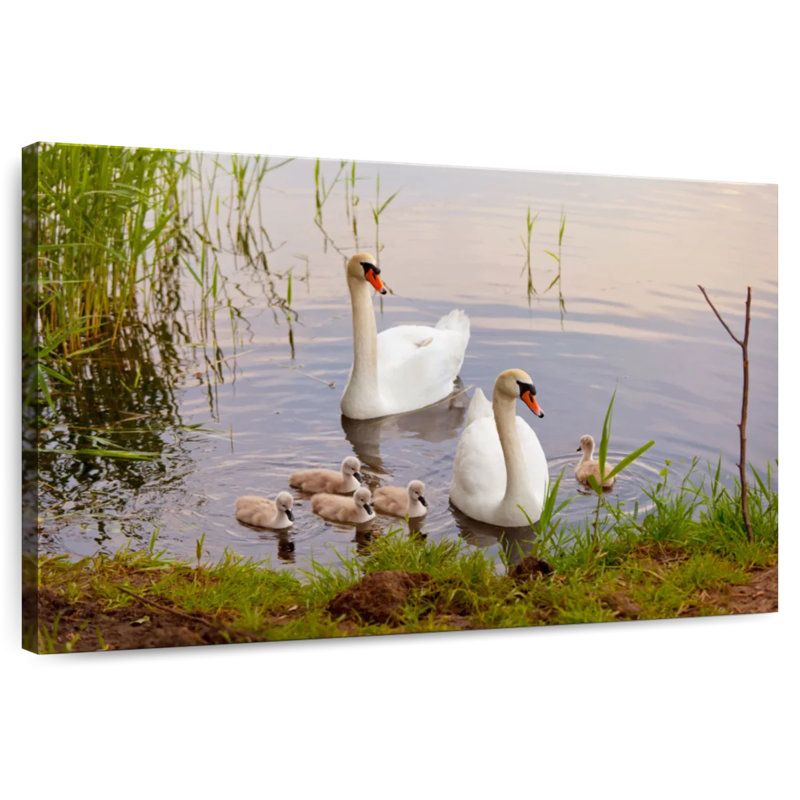 Arney Swans And Cygnets