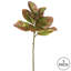 Tige de magnolia à feuilles à automne single