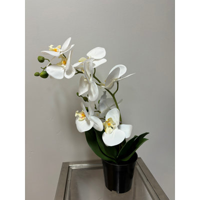 Orchids Arrangement in Pot