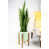 Vert clair / miel est en rupture de stock