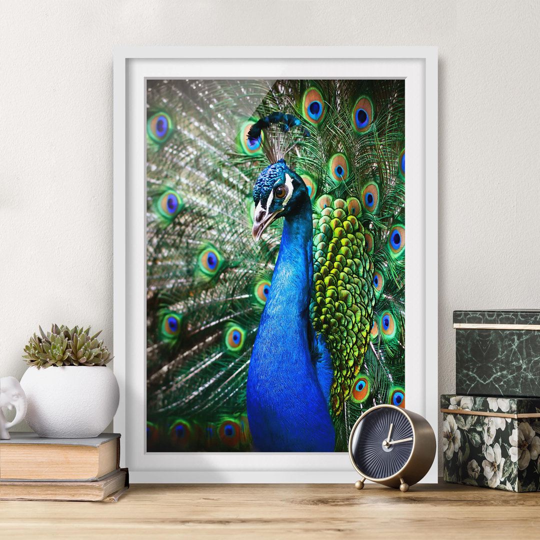 Gerahmtes Poster Elegant Peacock