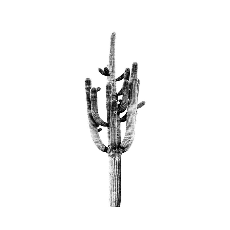 Black & White Saguaro Cactus II by Mia Jensen - Wrapped Canvas Panoramic Print, 91.44cm H x 30.48cm W x 1.91cm D