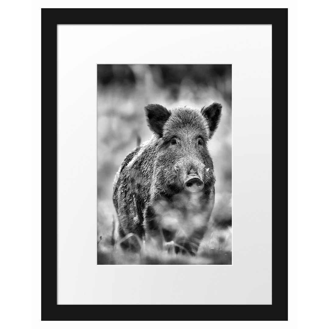 Wildschwein auf einer Wiese Gerahmter Fotodruck Poster