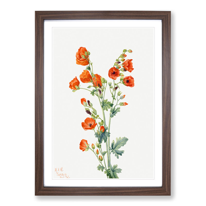 Scarlet Globe Mallow by Mary Vaux Walcott - Picture Frame Painting, Walnut Framed, 48cm H x 36cm W x 2cm D