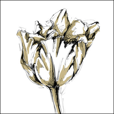 Croquis de tulipes I