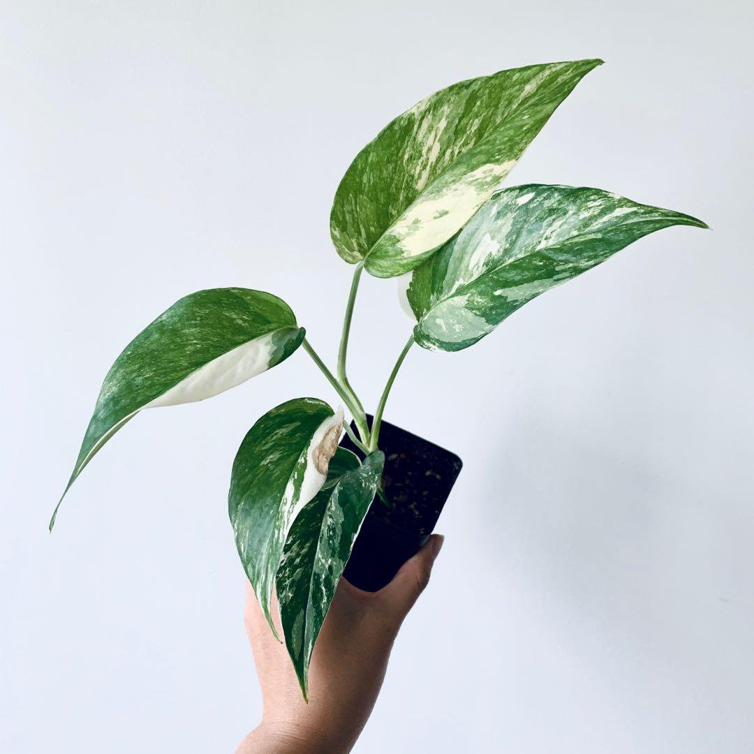 Variegated Albo Pothos - Live Plant in A 4 inch Pot - Epipremnum Pinnatum Variegata - Extremely Rare Wekiva Foliage LLC