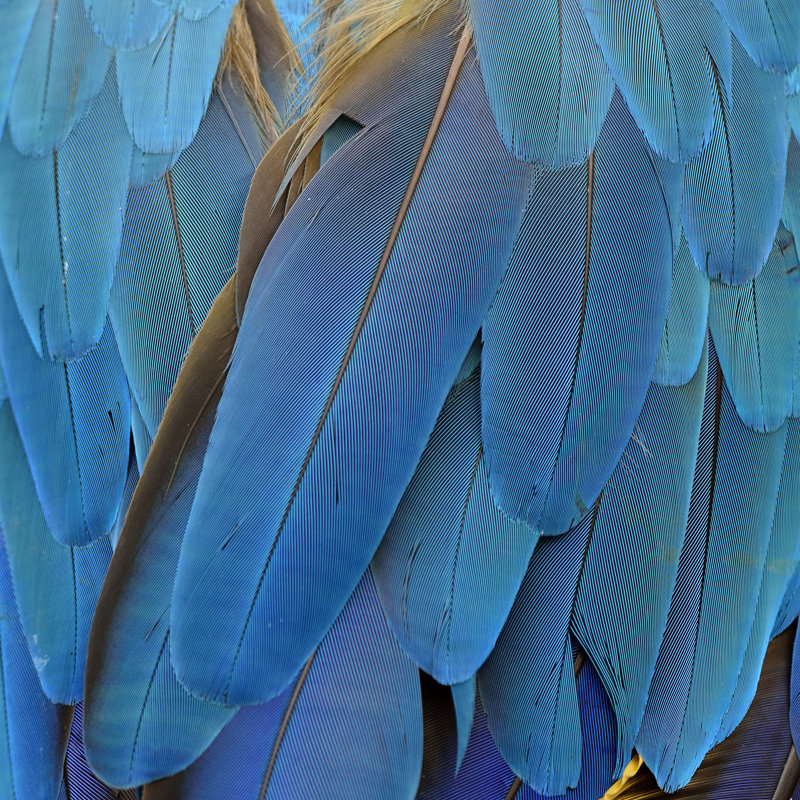 Lakhi, gros plan sur des plumes d'oiseaux ara bleues et dorées par Prinprince - Photographie sur toile tendue