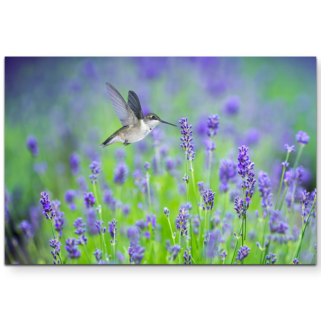 Leinwandbild "Kolibri im Lavendelfeld - Vögel" - Fotografie