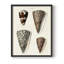«Cone Shell Collection I», reproduction encadrée - bois massif-211573518-211573556