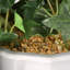 Plante de liseron suspendue de 112 cm