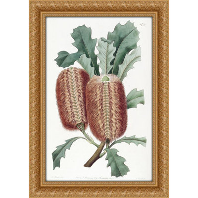 Oak-leaved Banksia (1815-1819)