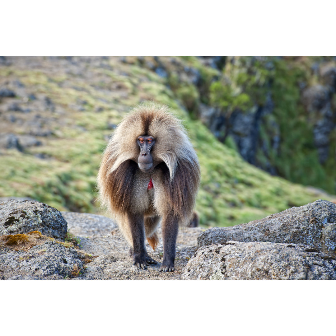 Gelada Baboon von Guenterguni - Kunstdrucke auf Leinwand