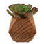 Ensemble de 3 succulent plante en pot