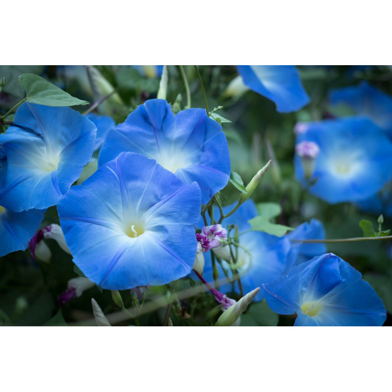 Blooming Flower in Garden par Psisa - Photographie sur toile tendue, H 8 po x l 12 po x P 1,25 po