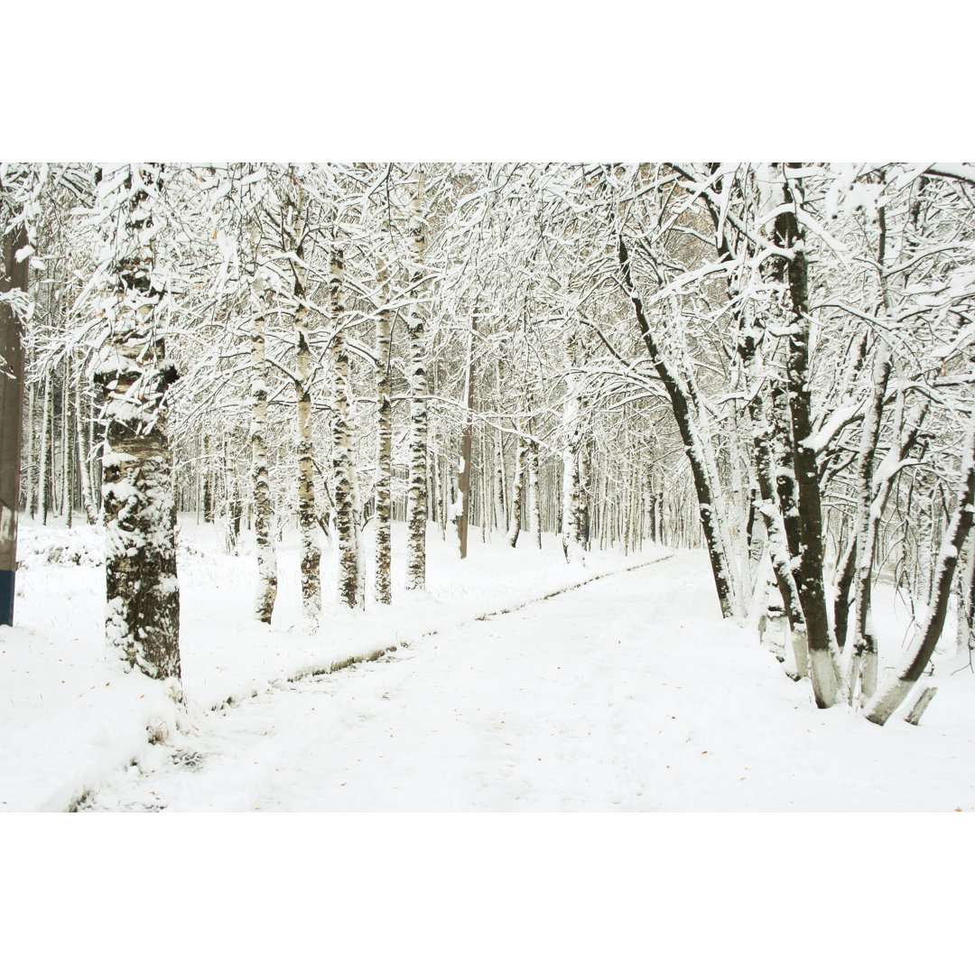 Forest Covered in Snow - Kunstdrucke auf Leinwand