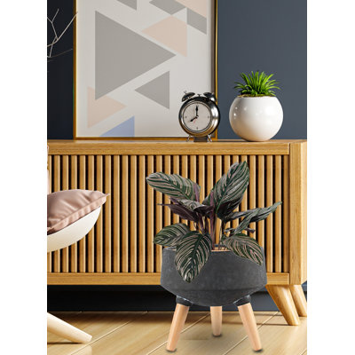 Ceramic Pot Planter
