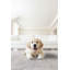 Dahab Rectangle Area Rug in Cement-753083681