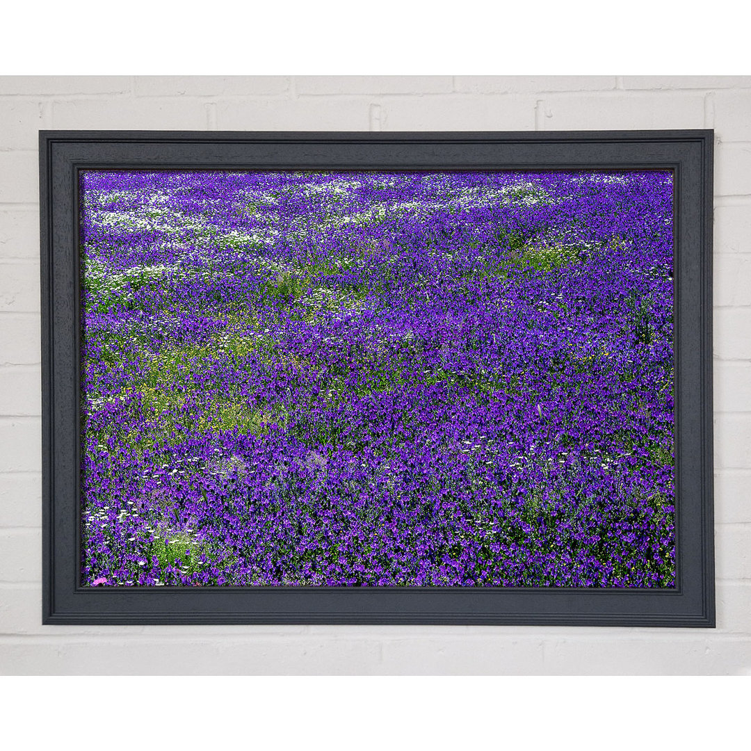 Gerahmtes Leinwandbild Field Of Purple Flowers