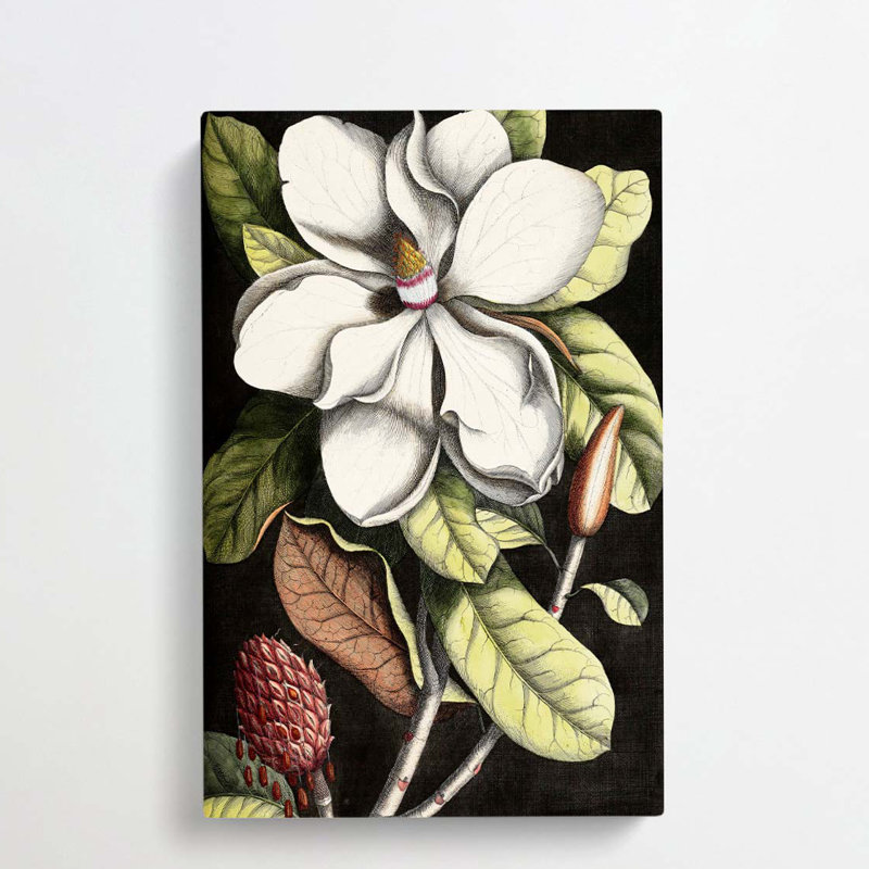 A Laurel Magnolia Tree by Mark Catesby - Wrapped Canvas, 50cm H x 35cm W x 3cm D